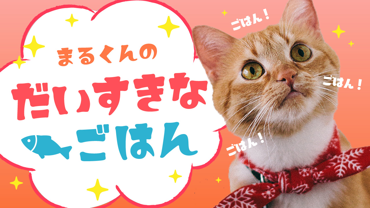 保護猫 YouTubeサムネイルデザイン